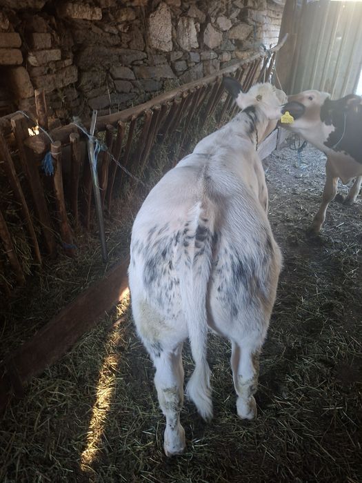 Vând  2    viței