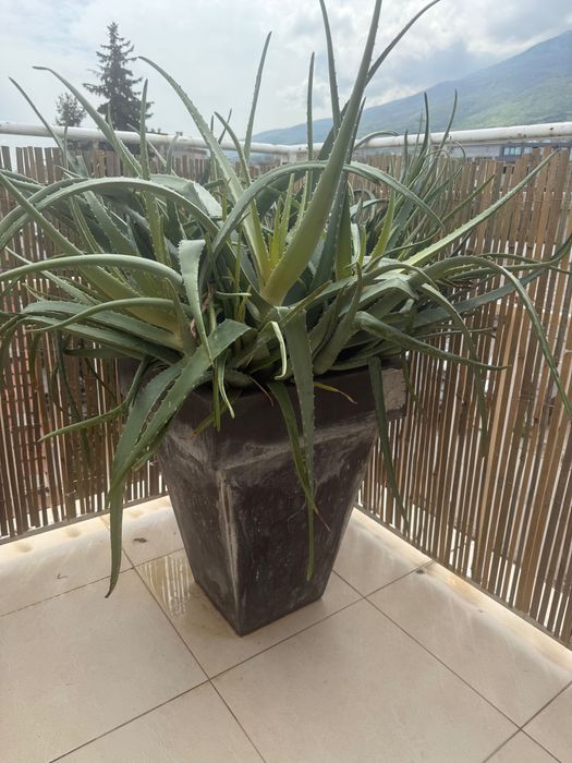 Цветя ЮКА, Кактус, Алое Вера, Финикова палма