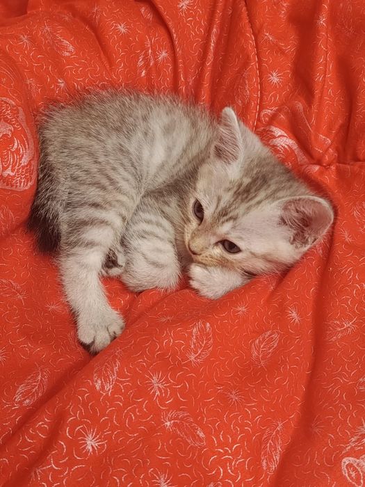 Котенок мальчик американский бобтейл