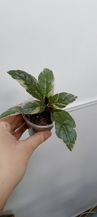 Комнатные цветы по 1000 тенге