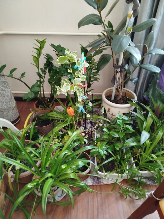 Продам домашние цветы