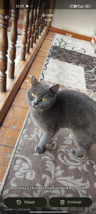 Mushuk sotiladi yaxshi qollarga