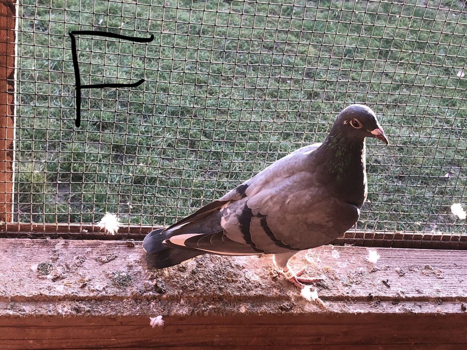 Toti 10 la 400roni = Arden,New Laureat , Sticalbaut