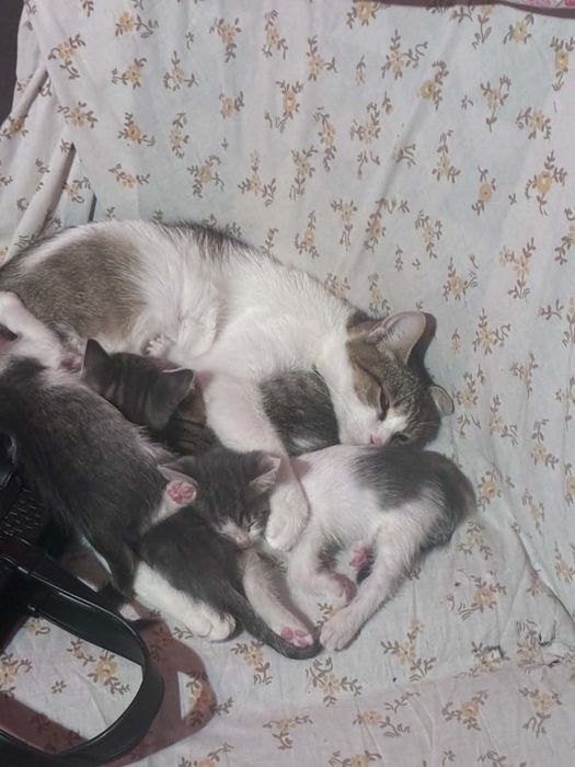 Подаряват се малки котенца