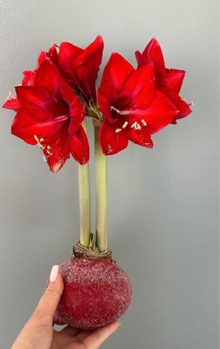 Цветок к 8 марта