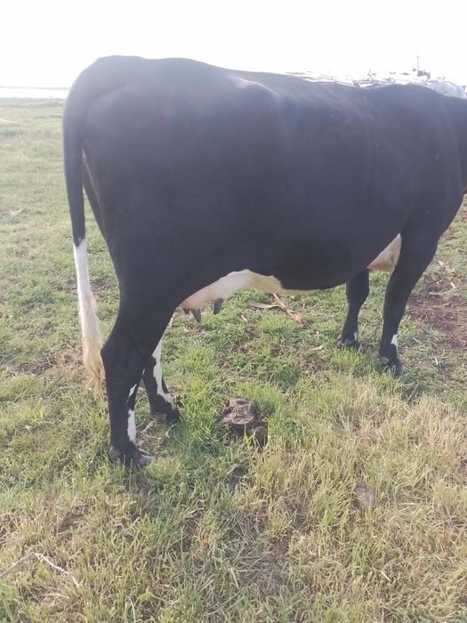 Vaci de vânzare  bune de lapte ,montate recent,blânde tinere la al 2 vitel