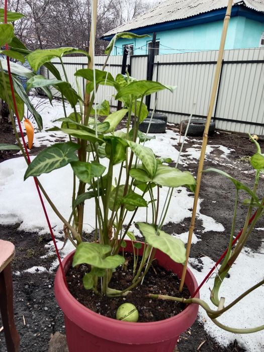 Цветы домашние  красивые