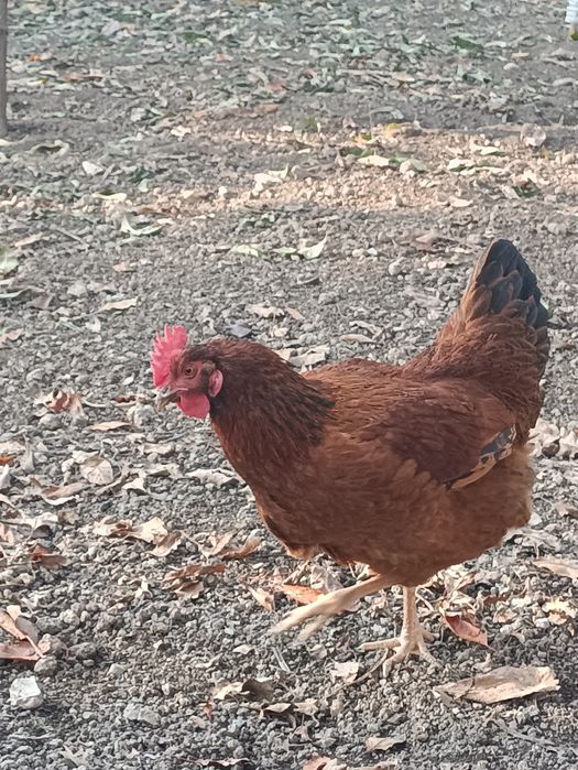 Корейский зот Хан хяп уруғланган тухумлари сотилади ва буюртма оламиз