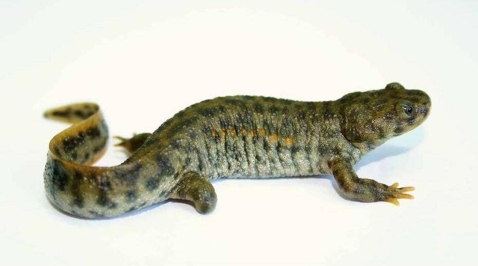 Лягушки и тритоны