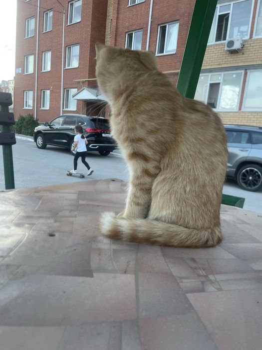 Кошка поимерно 7/6 месяцев