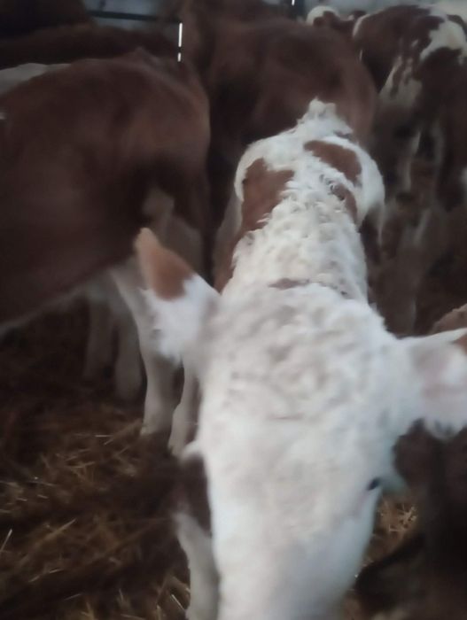 De vânzare vitei și vițele