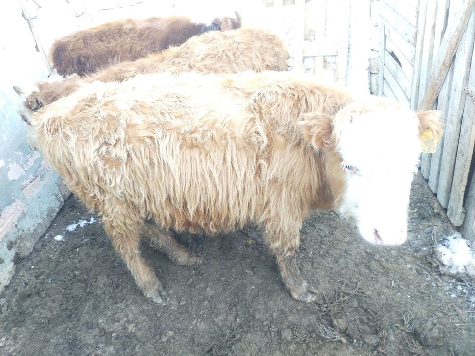 Продам телят ,,,