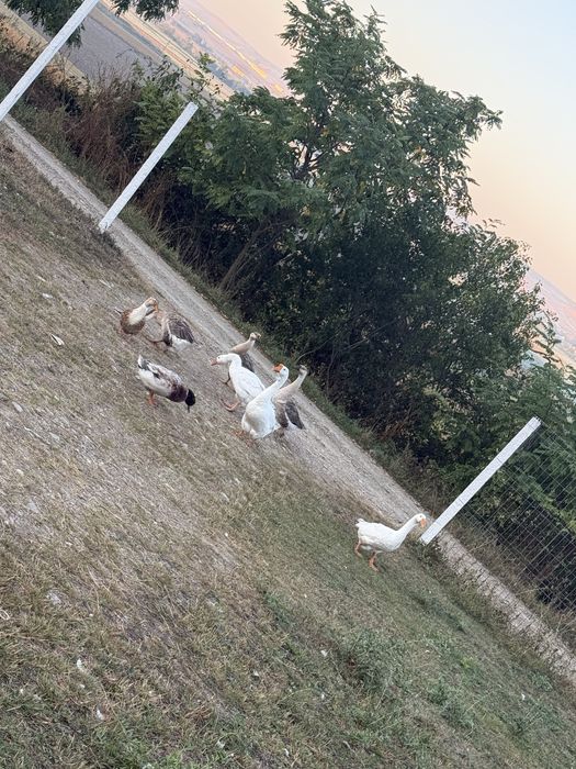 Gaste si rate de vanzare