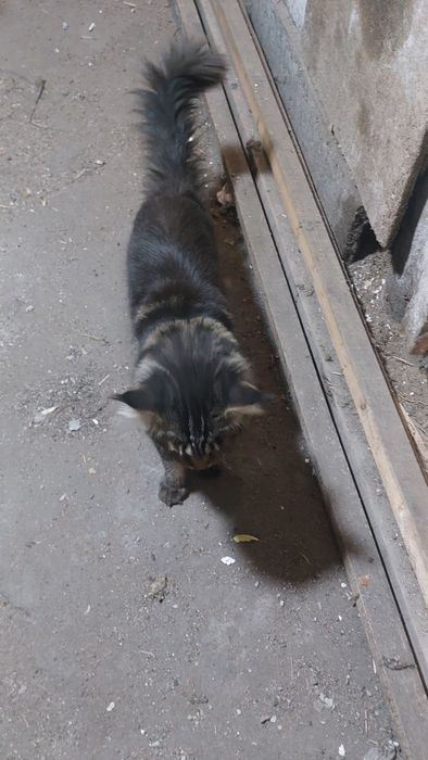 Кот мэйнкун вязка