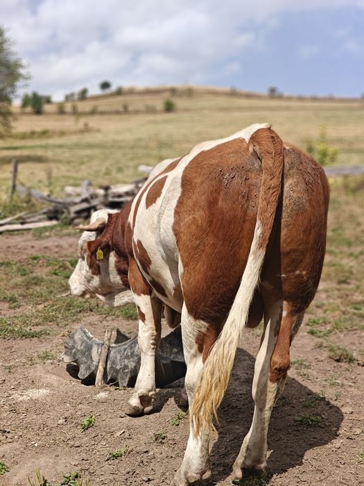 Vând taur bălțat