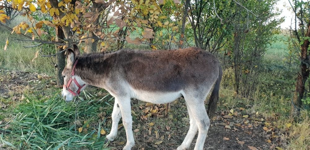 Vând o magarița și un măgar de montă
