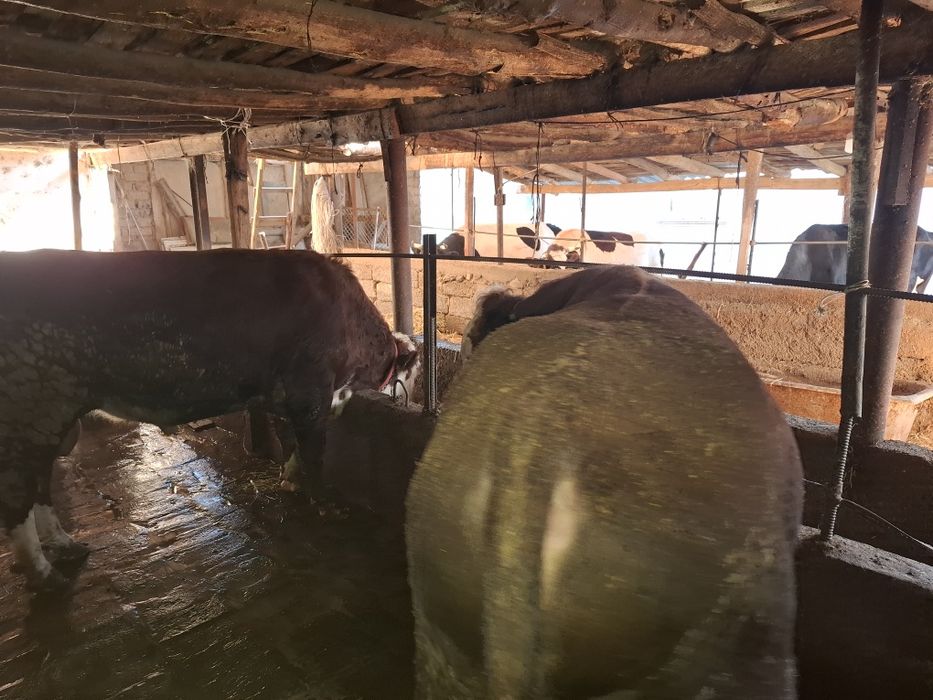 Букалар, 110 млнга 3 та букка