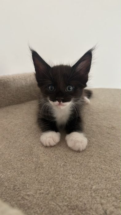 Продаются Мейн-Кунунчики! Питомник! Котята!