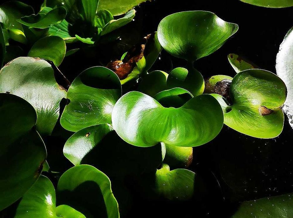 vand set de 15 zambile de apa sau salate de de apa - Pistia