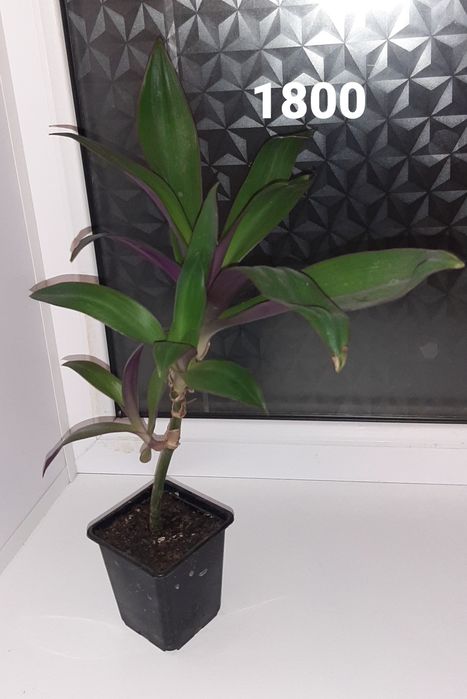 Продаются комнатные цветы г. Балхаш