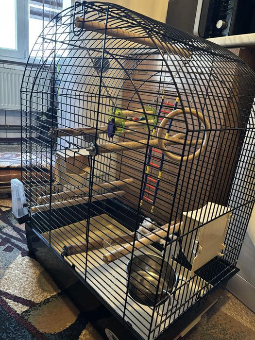 Colivie pasari greta