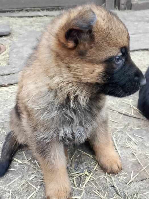 Щенки немецкой овчарки 2 месяца