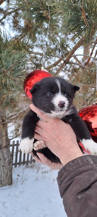 Отдам в добрые руки