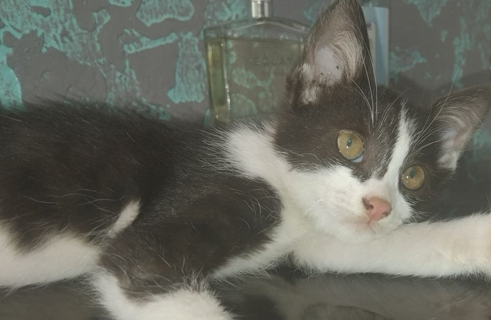 Котенок отдам в добрые руки
