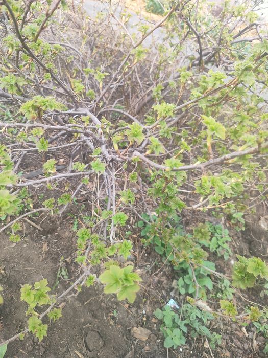 Куст черной смородины, ягоды крупные