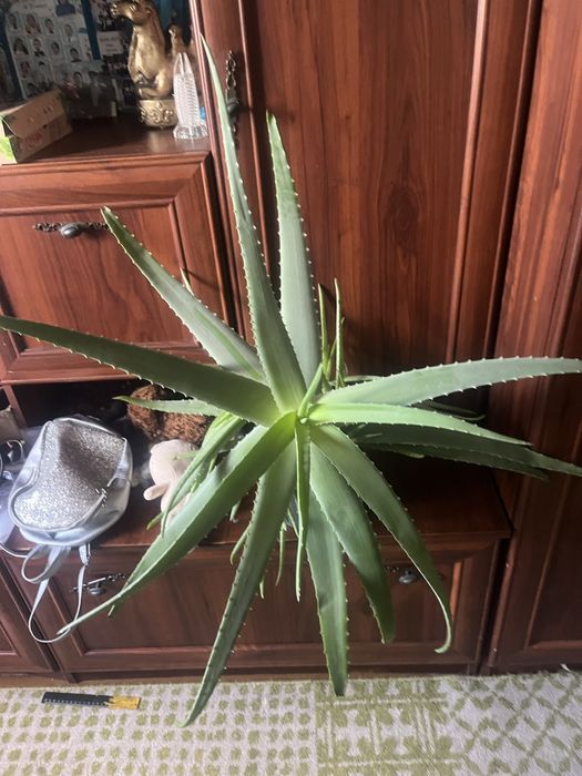 Продам цветы алое