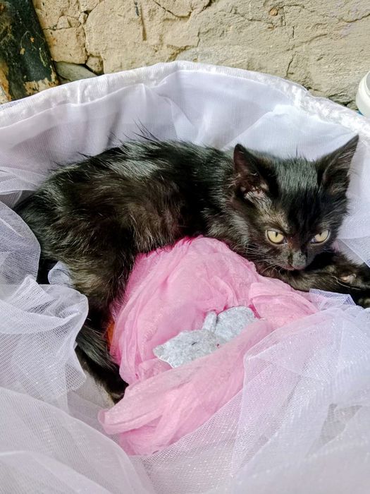 Отдам в добрые руки котенка мальчика
