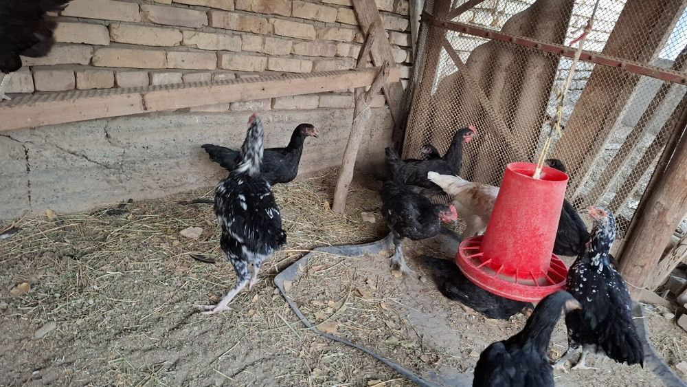 Товук ва хурозлар сотилади