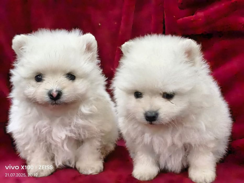 Очаровательные щенки шпица.