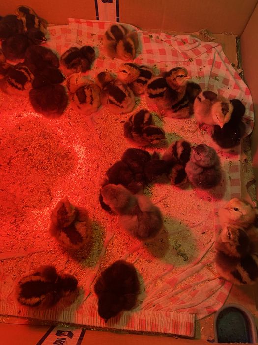 Vând pui de o zi rasa Araucana.