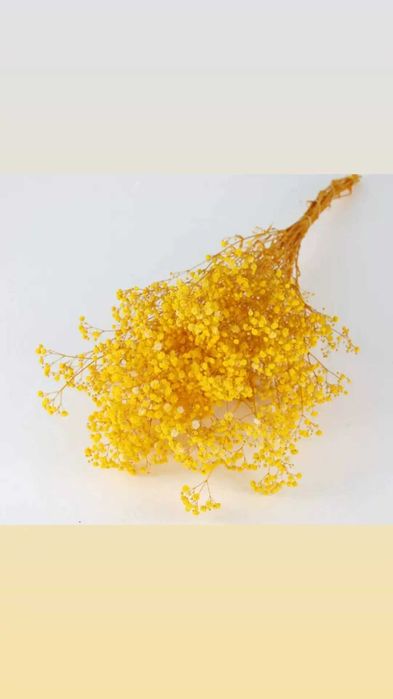 Гипсофила сухоцветы