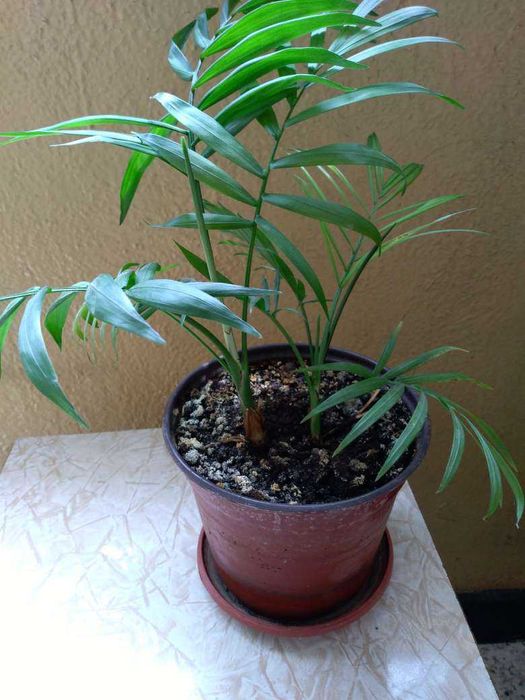 цветя -стайни растения