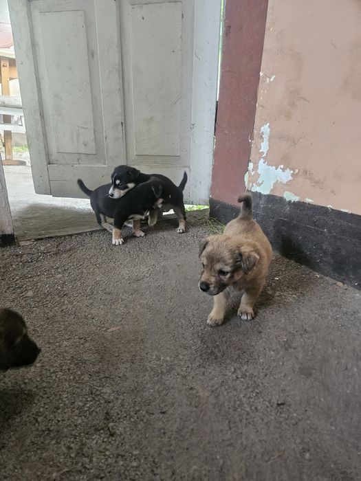 Отдам щенков 4 мальчика 1 девочка дворняшки