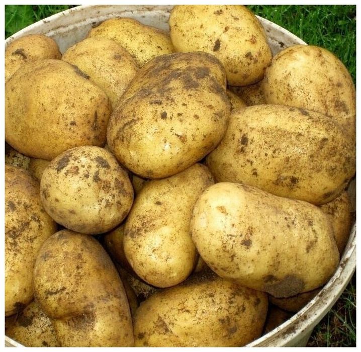 Семена картошки Гала