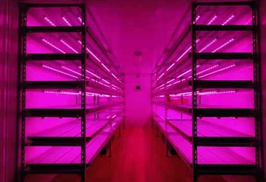 ФИТО ОСВЕЩЕНИЕ для растений