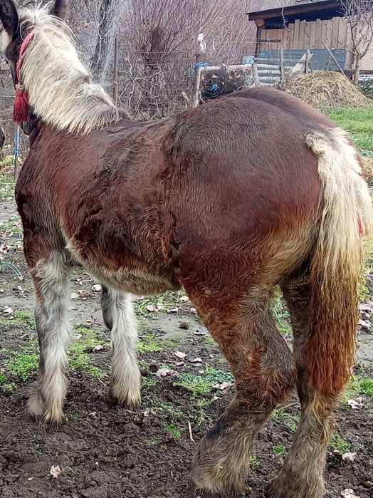 Vând mânză 8 luni foarte cuminte