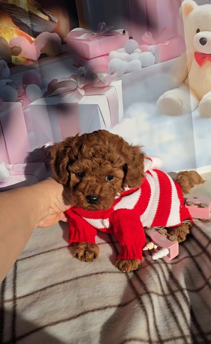 !РЕЗЕРВИРАНО!Пудел мини с родословие - 5 поколения назад