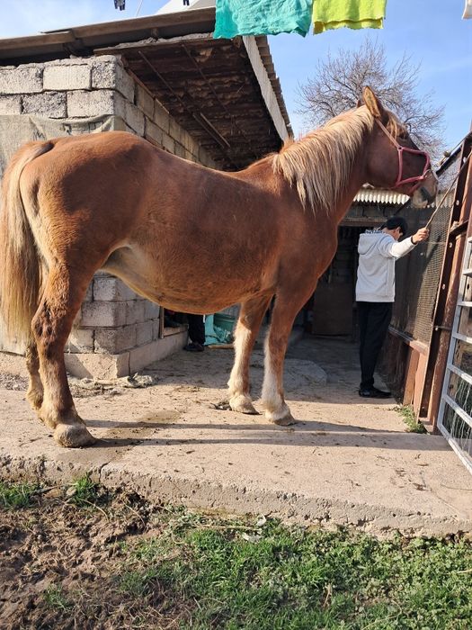 Буаз бие сатылады