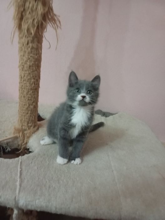 Продается котенок.