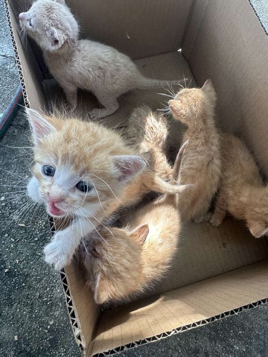 Котенца за осиновяване