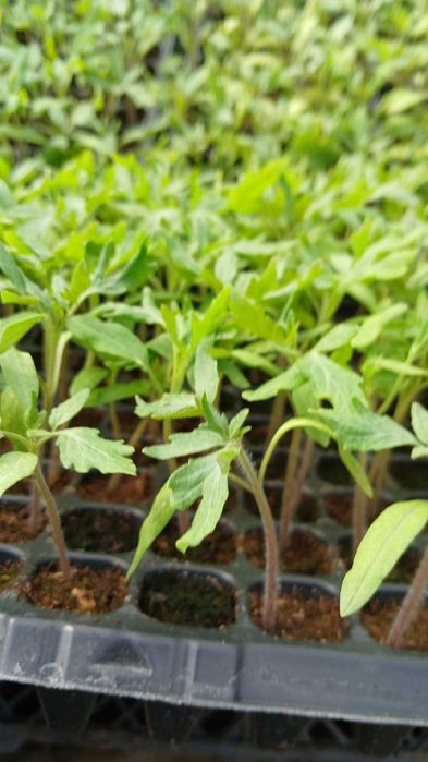Разсад домати, краставици, Дини, Пъпеши, Пипер, зеле и др.