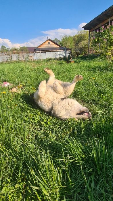 Аляскинский Маламут