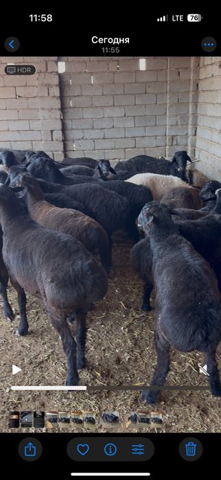 Qochqorlar sotiladi 5mln 300 mingdan optomga