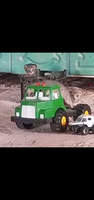 Котята кошка ...