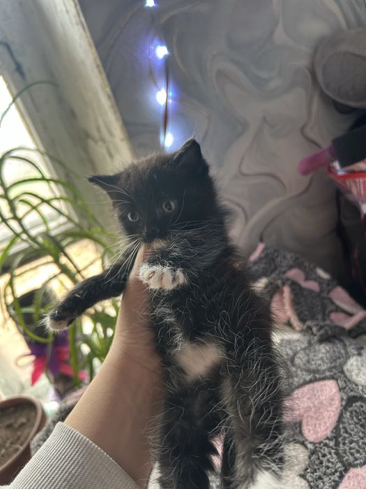 Котята британцы