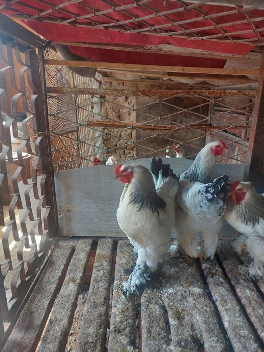 Черняевкада брама хўрозлар сотилади